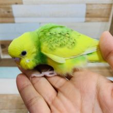 かけっこ大好き！セキセイインコ（スパングルパイド）～～
