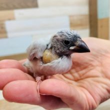 小さいけど羽ばたきは強い！シルバー文鳥さん♪