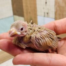 ひなひなのシナモン文鳥さんいます！