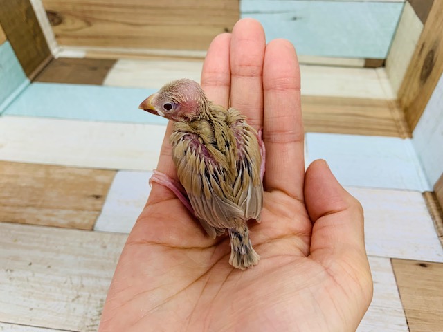 シナモン文鳥