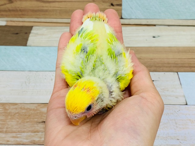 コザクラインコ（小桜インコ）