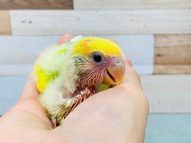 コザクラインコ（小桜インコ）