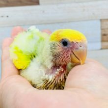 色鮮やか！コザクラインコ(オパーリン)入舎♪