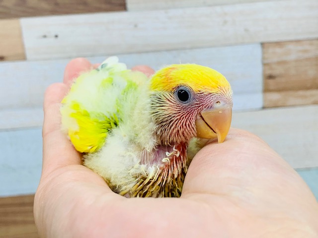 色鮮やか！コザクラインコ(オパーリン)入舎♪