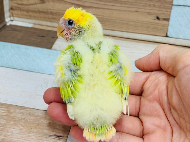 コザクラインコ（小桜インコ）