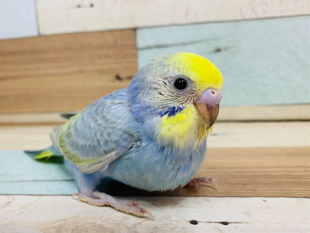 甘えんぼなセキセイインコ パステルレインボー が入舎です 東京からもほど近い 千葉県 神奈川県 埼玉県でセキセイインコ を販売するペットショップ