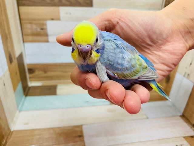 セキセイインコ