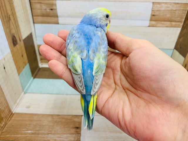 セキセイインコ