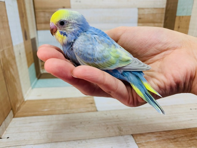 セキセイインコ