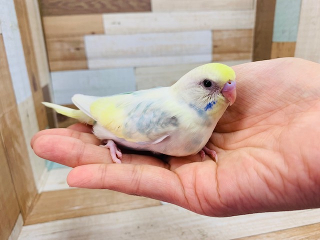 ステキカラーのセキセイインコ(パステルレインボーパイド)入舎してます♪