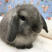 ホーランドロップイヤーラビット　男の子　２０２０年１０月生まれ