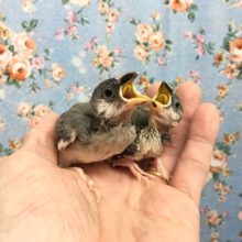 桜文鳥（雛）　２０２０年１０月生まれ