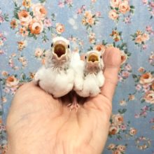 白文鳥（雛）　２０２０年１０月生まれ