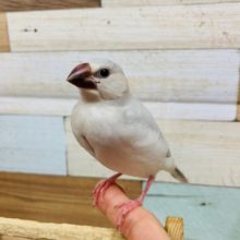 渋さが良いんです！変化が楽しめるんです！！シルバー文鳥～～