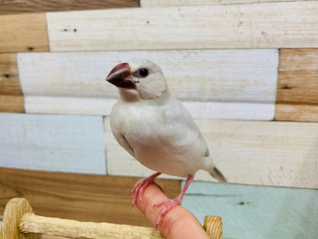 渋さが良いんです！変化が楽しめるんです！！シルバー文鳥～～