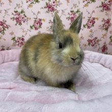 後追いします！！ ネザーランドドワーフラビット トーティカラー 2020.11/27撮影