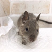 デグー（ブルー）の女の子が来ました！