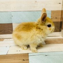 ちょっとビビリな　ネザーランドドワーフラビット　オレンジ　男の子