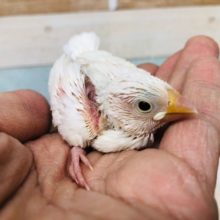 つぶらな瞳ちゃん　白文鳥　ヒナ　１羽入舎！！