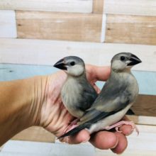 最新ホヤホヤ画像！！　桜文鳥　ヒナ　２羽います。💛