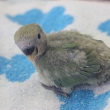 最新画像♪ラブバード☆コザクラ（ノーマル）ヒナちゃん