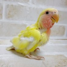ルチノータイプです！小桜インコ☆ゴールデンチェリー 2020年12月15日撮影