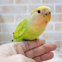 カラフルー♪　小桜インコ☆タイガーチェリー　2020年12月26日撮影