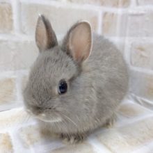 人気のブルー　ドワーフラビット☆ブルー 2020年12月29日撮影