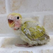きれいなシナモンカラー　小桜インコ☆シナモン