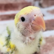 カラフル小桜インコ！タイガーチェリー