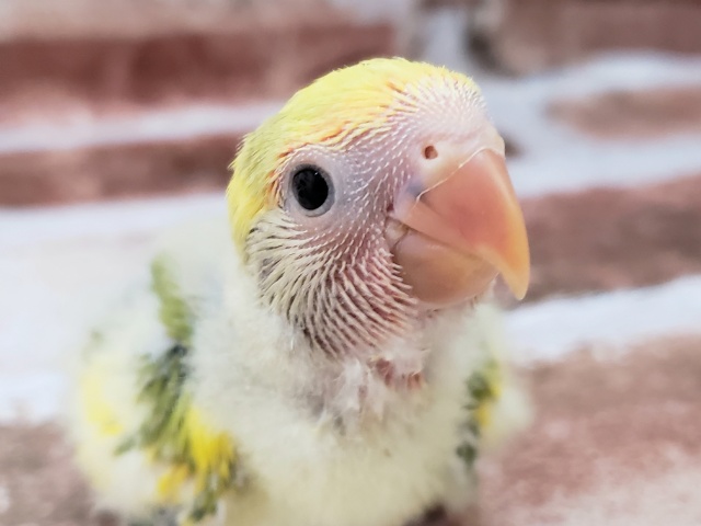 カラフル小桜インコ！タイガーチェリー