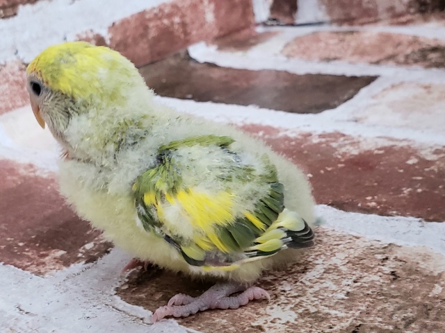 コザクラインコ（小桜インコ）