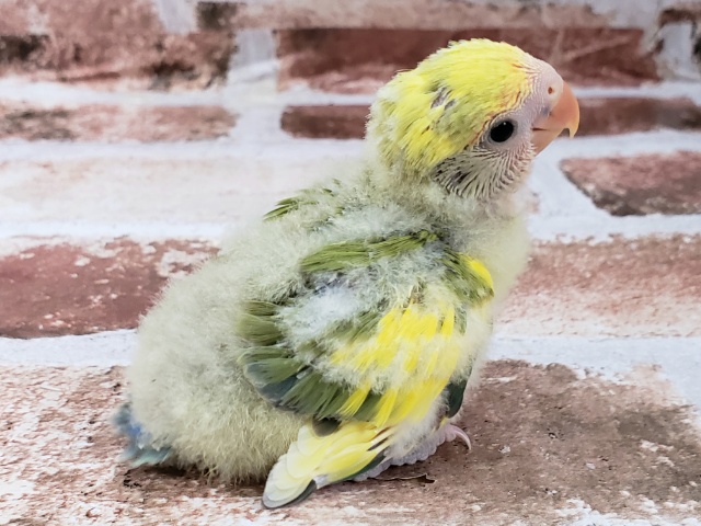 コザクラインコ（小桜インコ）