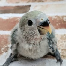 絶妙なカラー小桜インコブルーチェリー