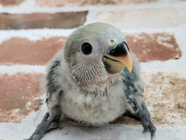 絶妙なカラー小桜インコブルーチェリー