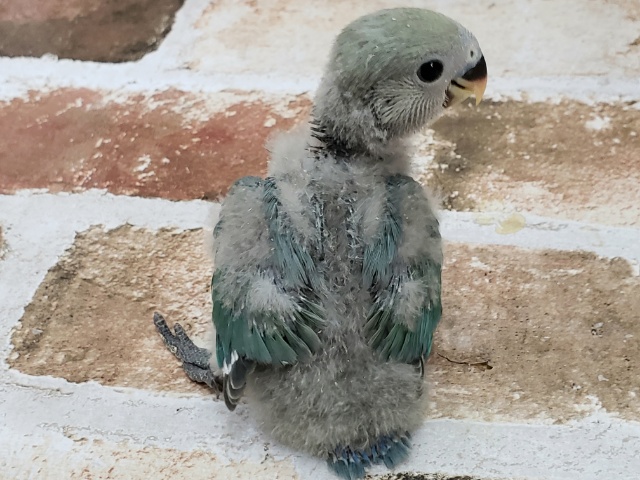 コザクラインコ（小桜インコ）