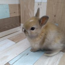 ドワーフラビット来ました😃