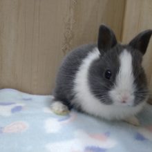 激カワうさぎちゃん来ました〜