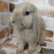 おっとり～な性格のロップちゃん♪