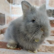 もふもふで目はどこかな？？ライオンラビットさん♪