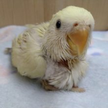 優しいカラーの小桜インコのヒナがやって来ました