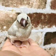 大人気のシルバー文鳥ヒナ★