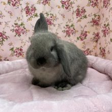 もっちもちです☆ ホーランドロップイヤーラビット 2020.12/3撮影