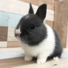 激かわ極小〜！ネザーランドドワーフ(ブルー＆ホワイト)