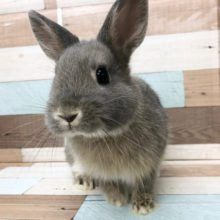 超ホヤホヤ最新画像★食欲旺盛！！ドワーフラビット～～