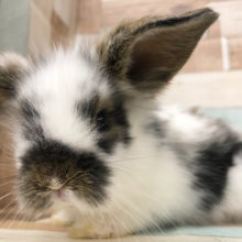 扉の前で愛嬌振りまく！？ロップイヤーラビット♥