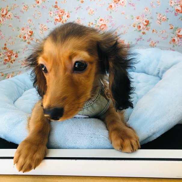 ミニチュアダックス