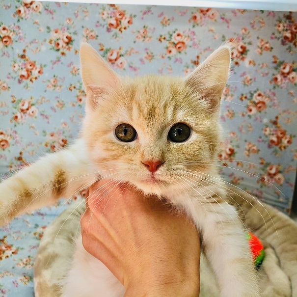 スコティッシュフォールド