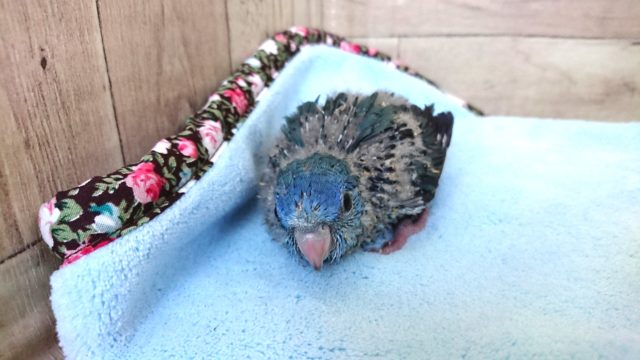 サザナミインコ