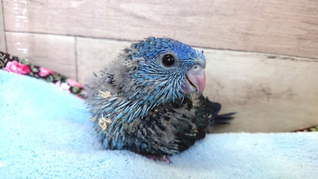 来ました！サザナミインコ　コバルトブルー　１２月２日